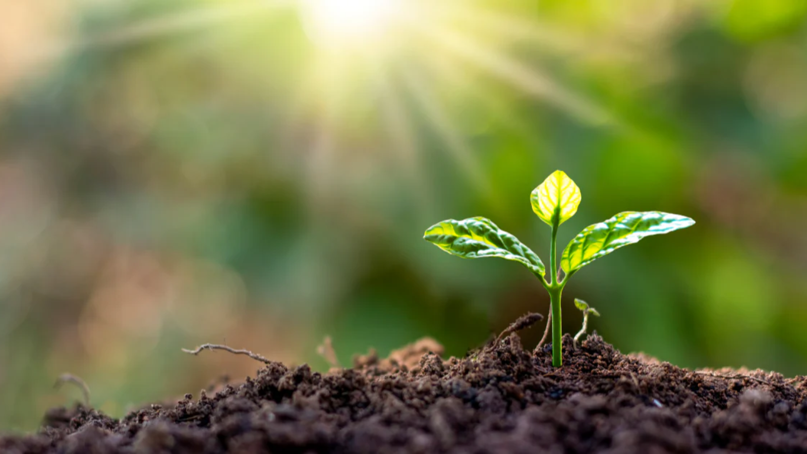 A Simple Guide to Growing Plants with Natural Fertilizers