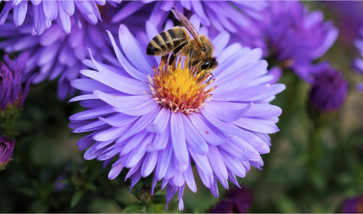 Best Fertilizer for Flowering Plants: NPK Ratio, Types & How to Apply  GS  Plant Foods
