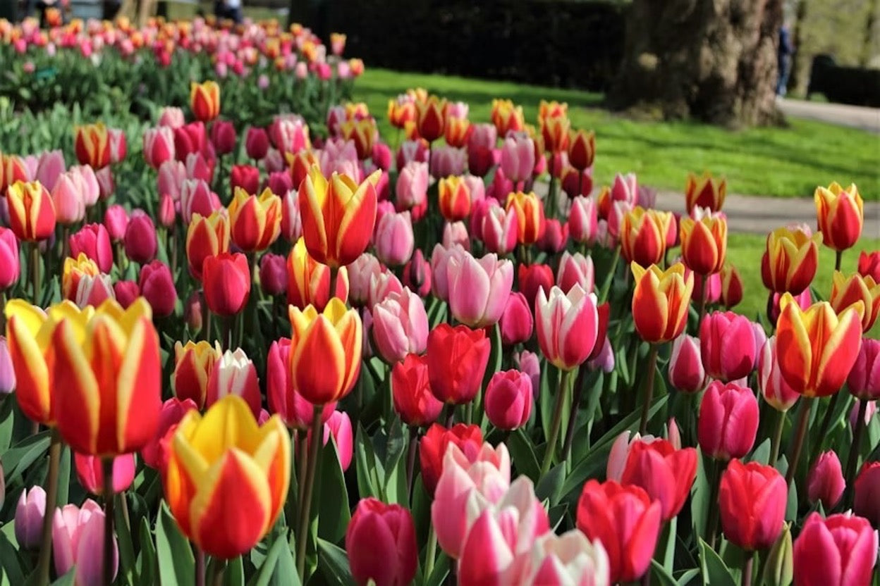 How to Prepare Flower Beds for Spring: Mulch, Soil & Nutrition Tips