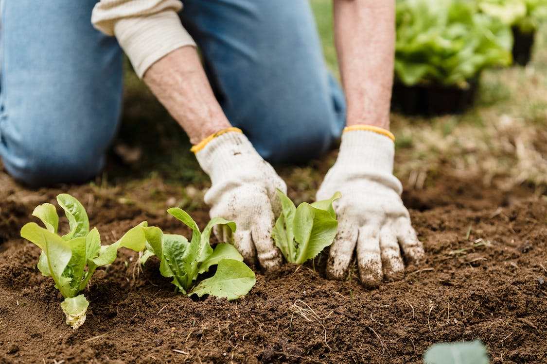 3 Best Vegetables to Plant in March: Guide for Beginners