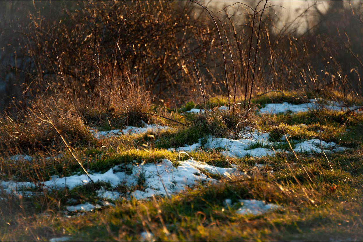 How to Keep a Lawn Healthy in Winter: Fertilizer Application & Care Tips