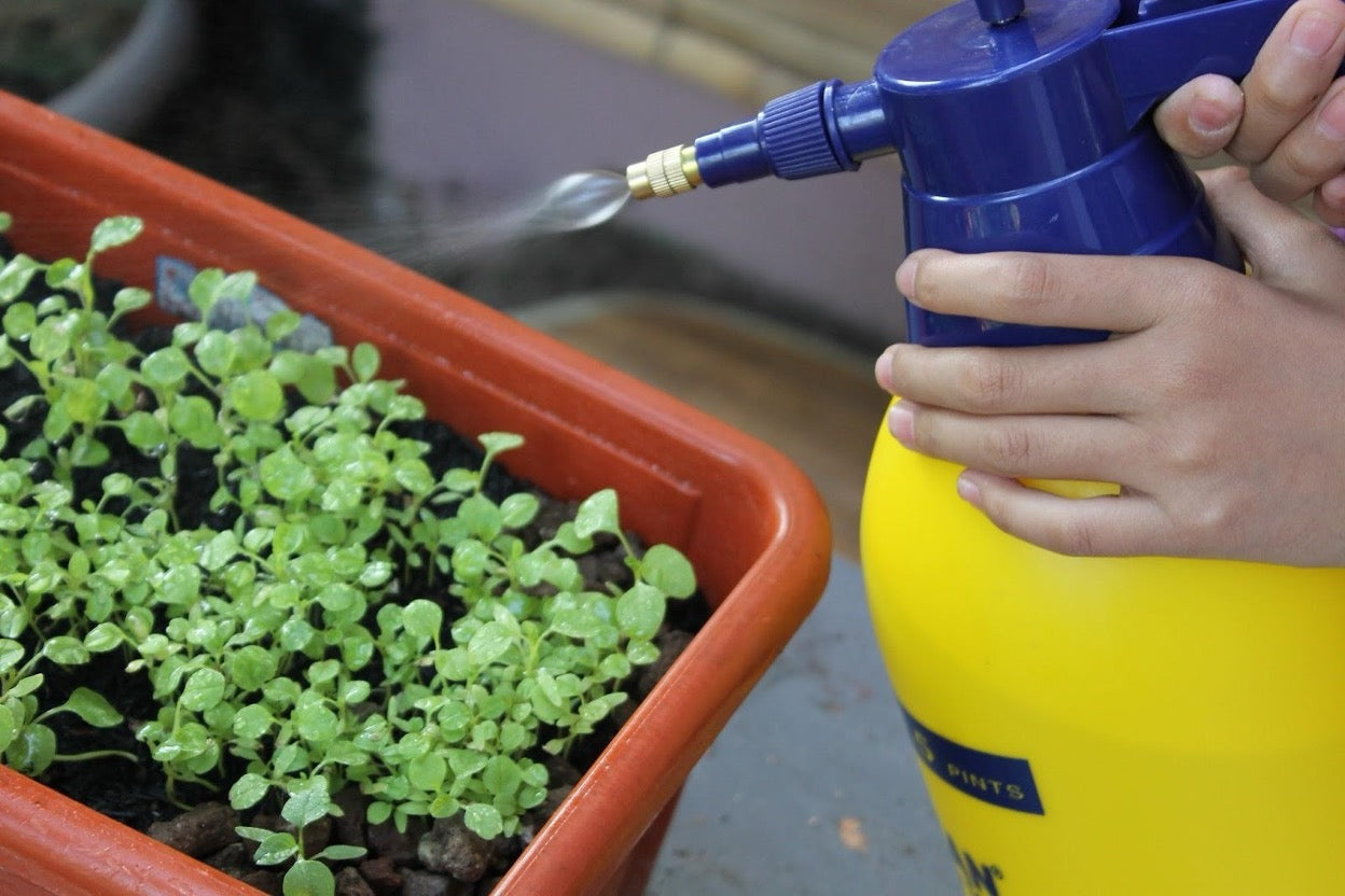 Liquid Kelp for Plants: Benefits, Application & Where to Buy