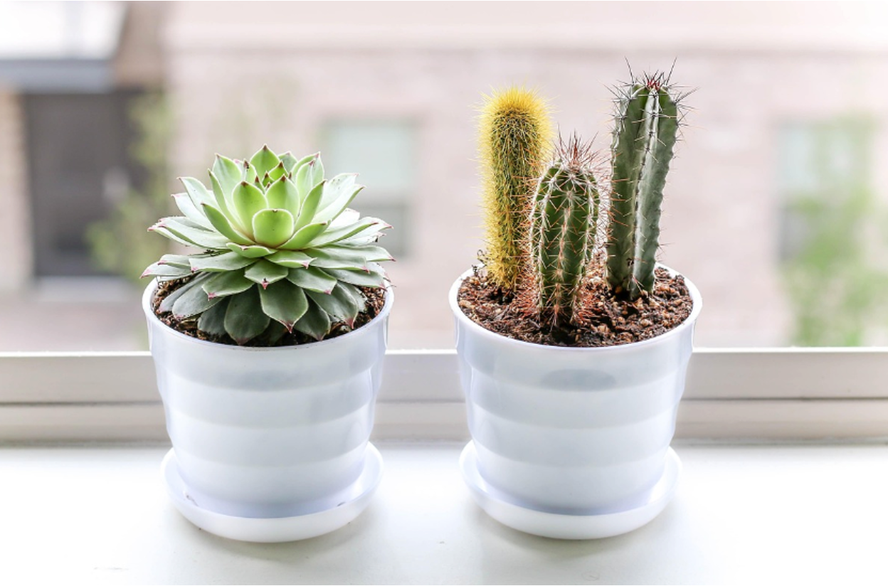 Best Fertilizer for Succulents and Cacti: Types & How to Use