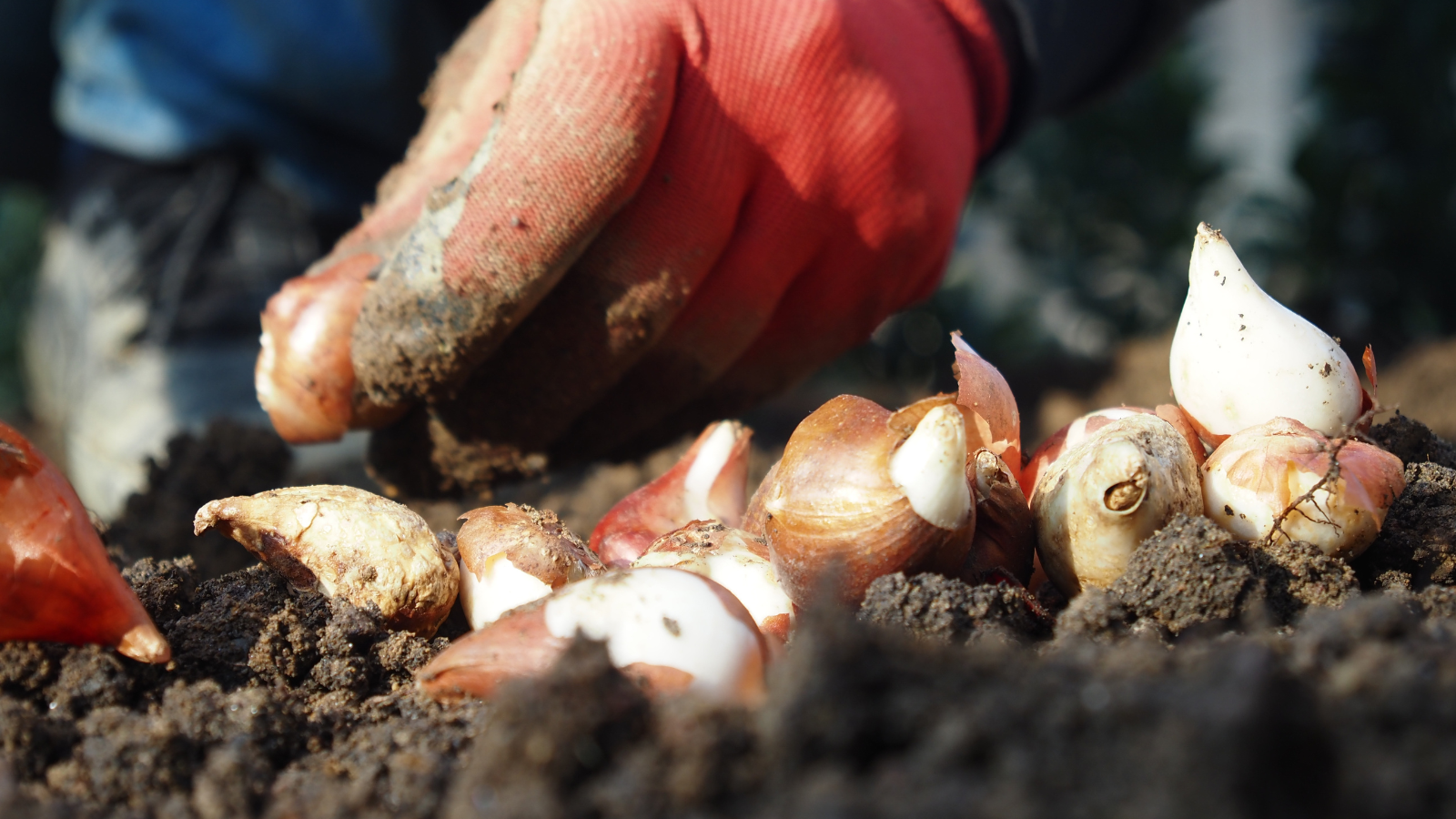 Preparing Plants for Spring Growth with the Right Fertilizer