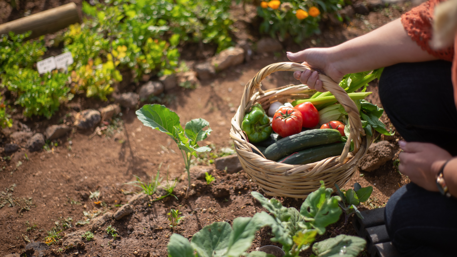 Why CalMag Is Essential for Healthy Plant Growth