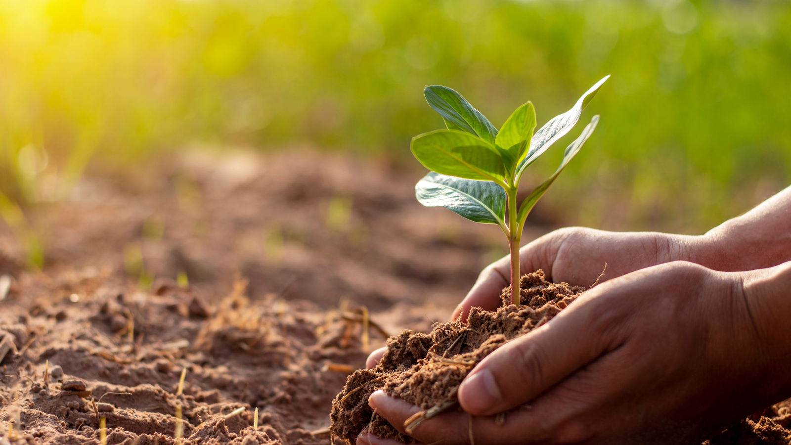 Top Reasons to Switch to Organic Liquid Fertilizer