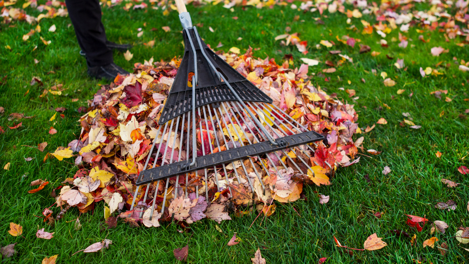 The Best Fertilizers for Autumn Lawn Care