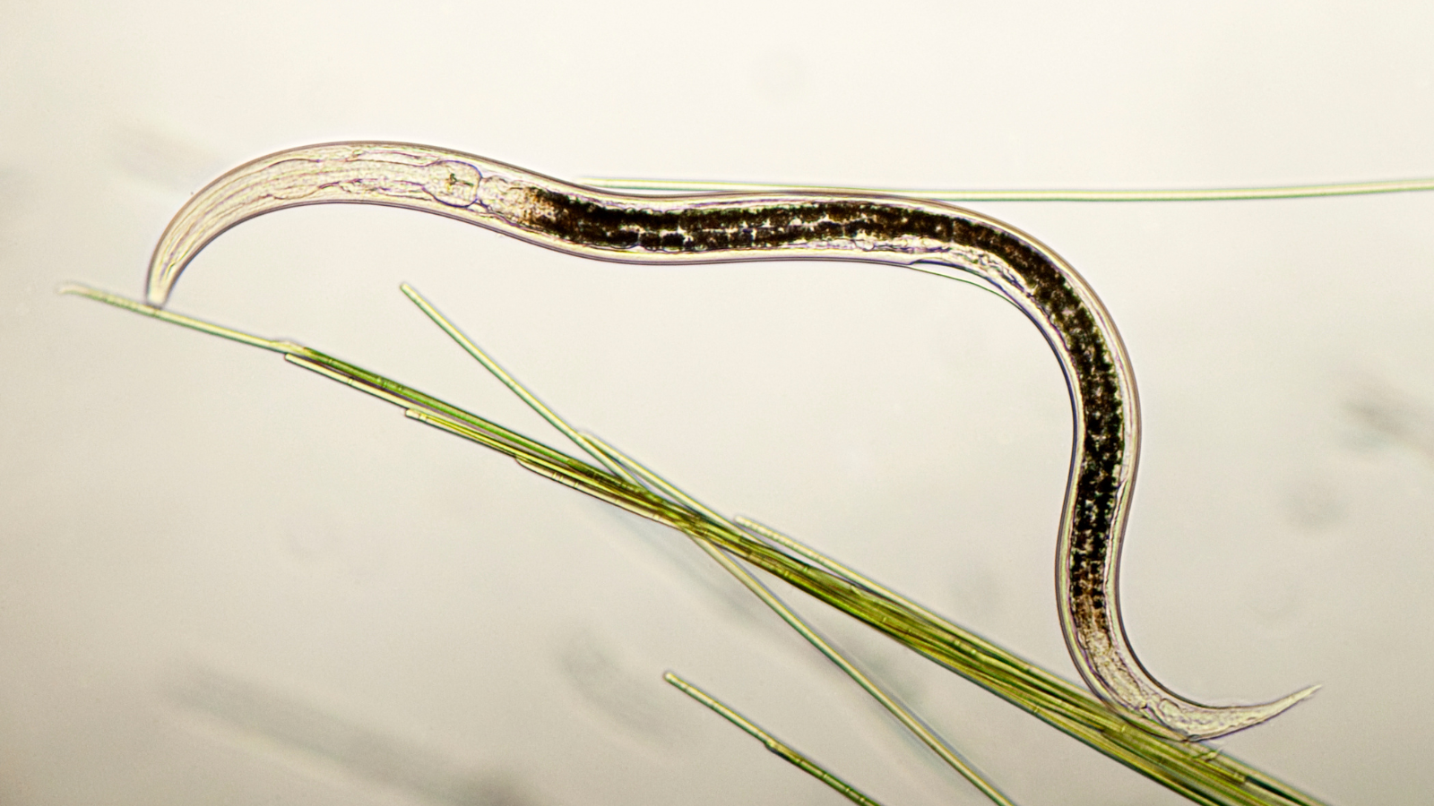 Feeding the Soil: How Fertilizers Impact Beneficial Nematodes