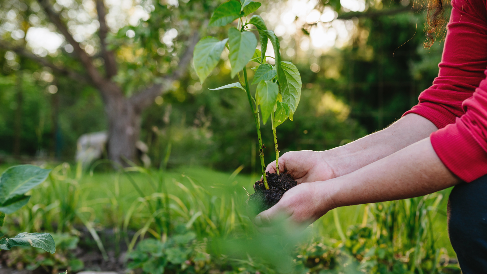 The Ultimate Guide to NPK Ratios for Every Stage of Plant Growth