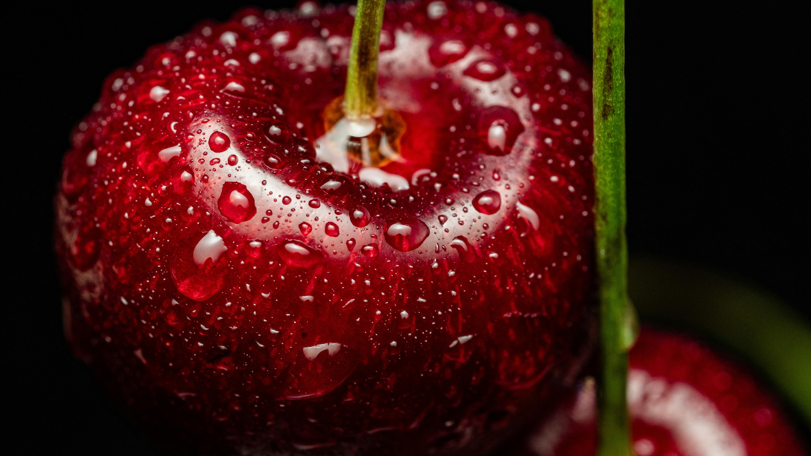 When is Cherry Season? Why Your Winter Fertilizer Schedule Decides the Answer