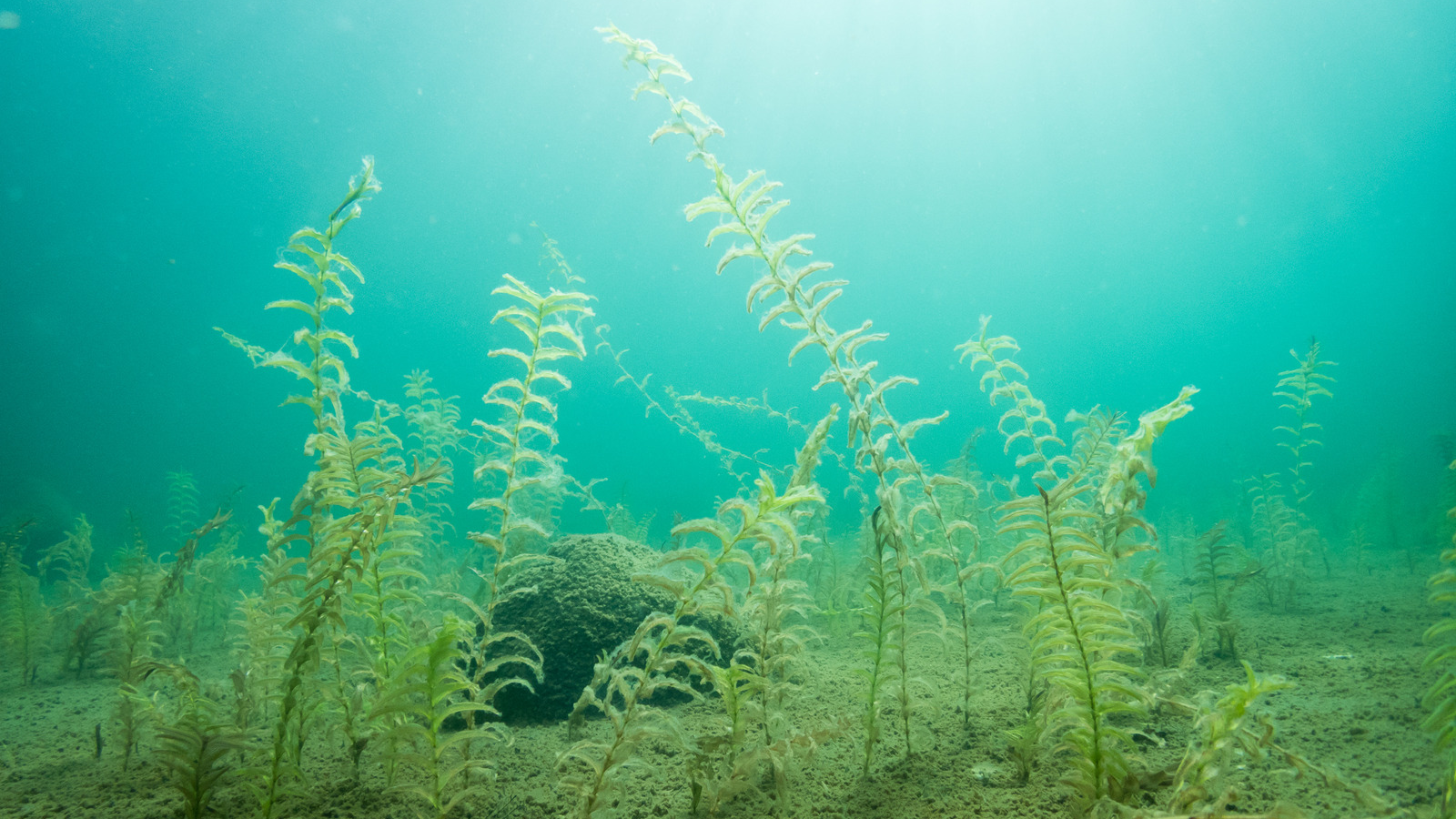 GS Plant Foods vs. Neptune's Harvest: Fish Fertilizer Compared