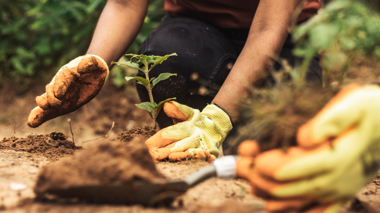 SOS Signals: How to Tell If Your Plant Is Lacking Nutrients