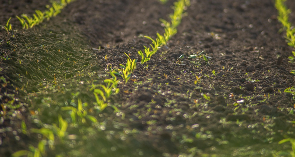 How to Fix Hydrophobic Soil: Tips & Top Wetting Agents