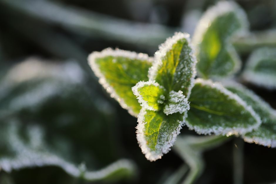 What Does Wintering Mean for Your Lawn and Garden in 2026?