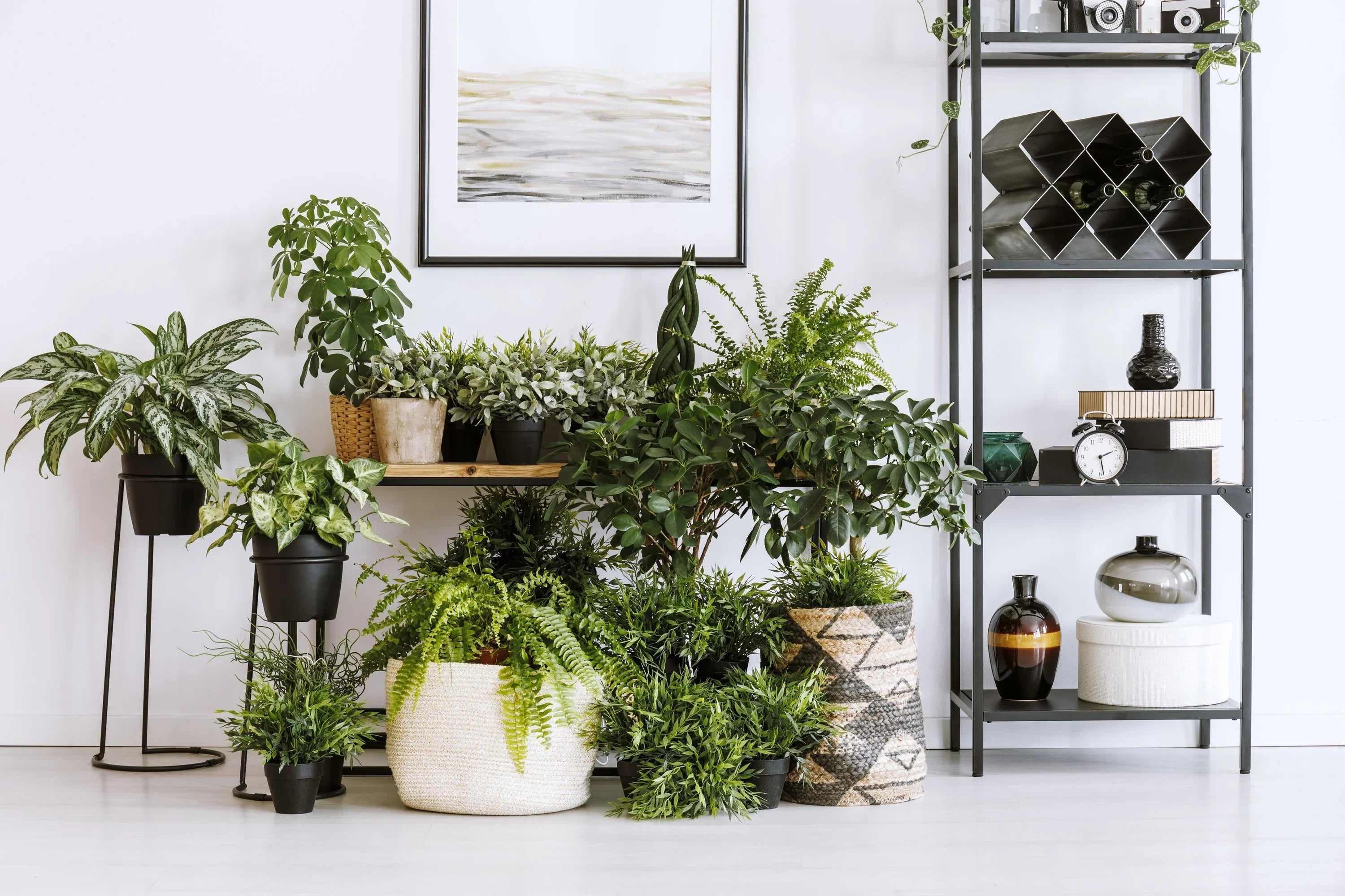 Houseplants