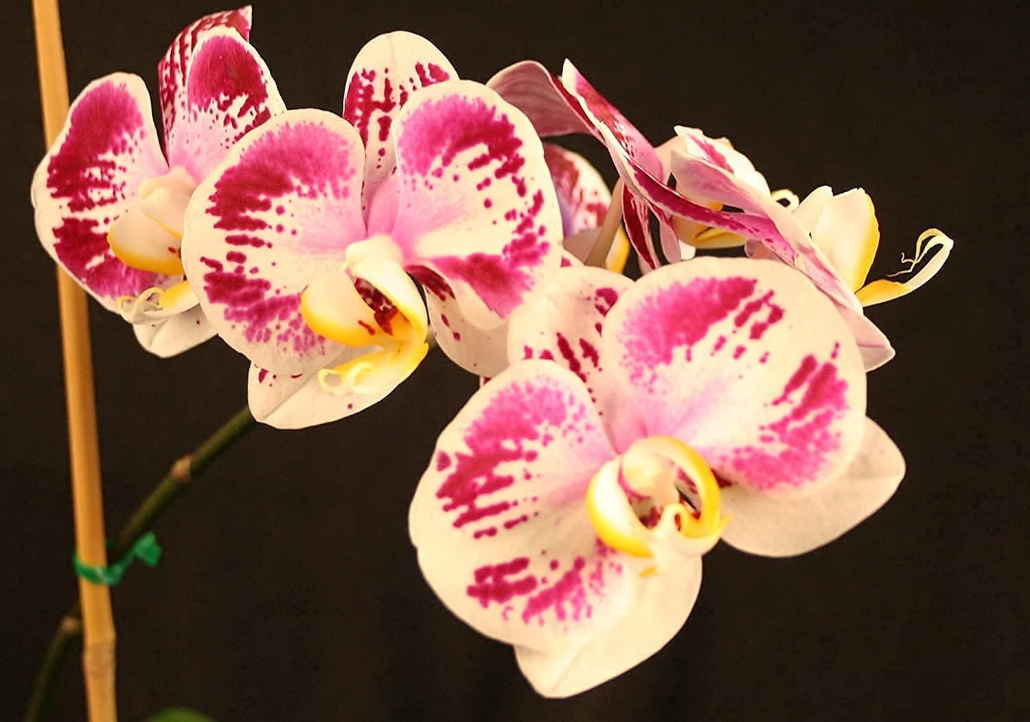Orchid Love- The World's Greatest Orchid Food!