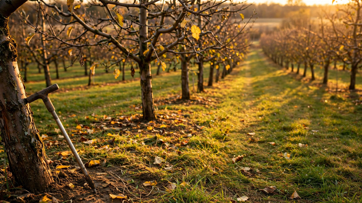 Commercial apple orchard in late autumn with a few yellowing leaves, mown grass alleys and a soil probe leaning against a tru