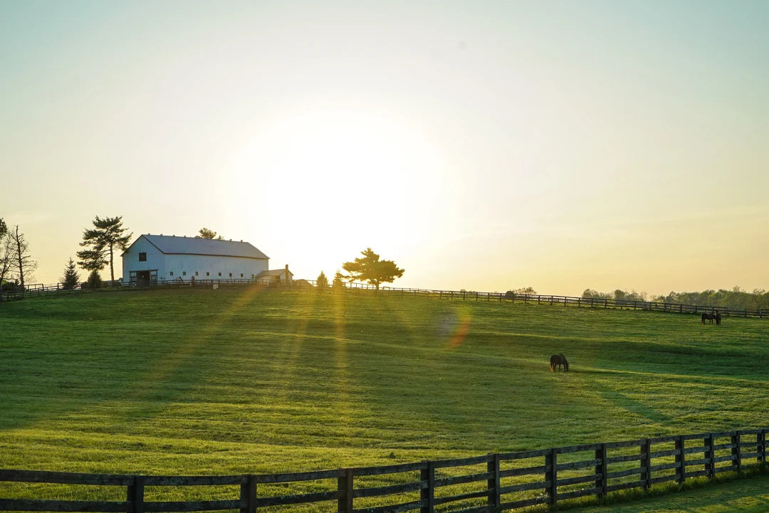 A sunlit green farm pasture with a white barn on a hill and horses grazing.