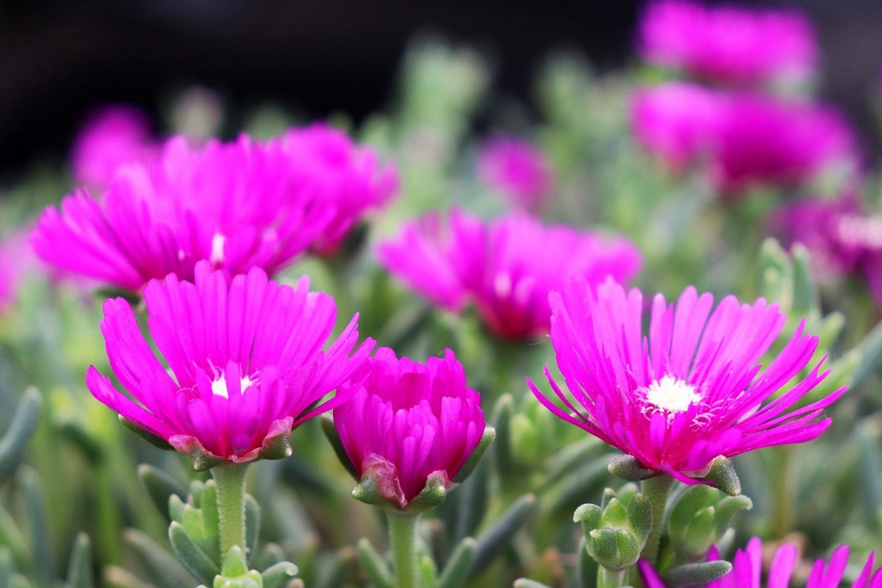 5 Drought-Tolerant Garden Ideas: Plants to Plant, Soil & Care Tips