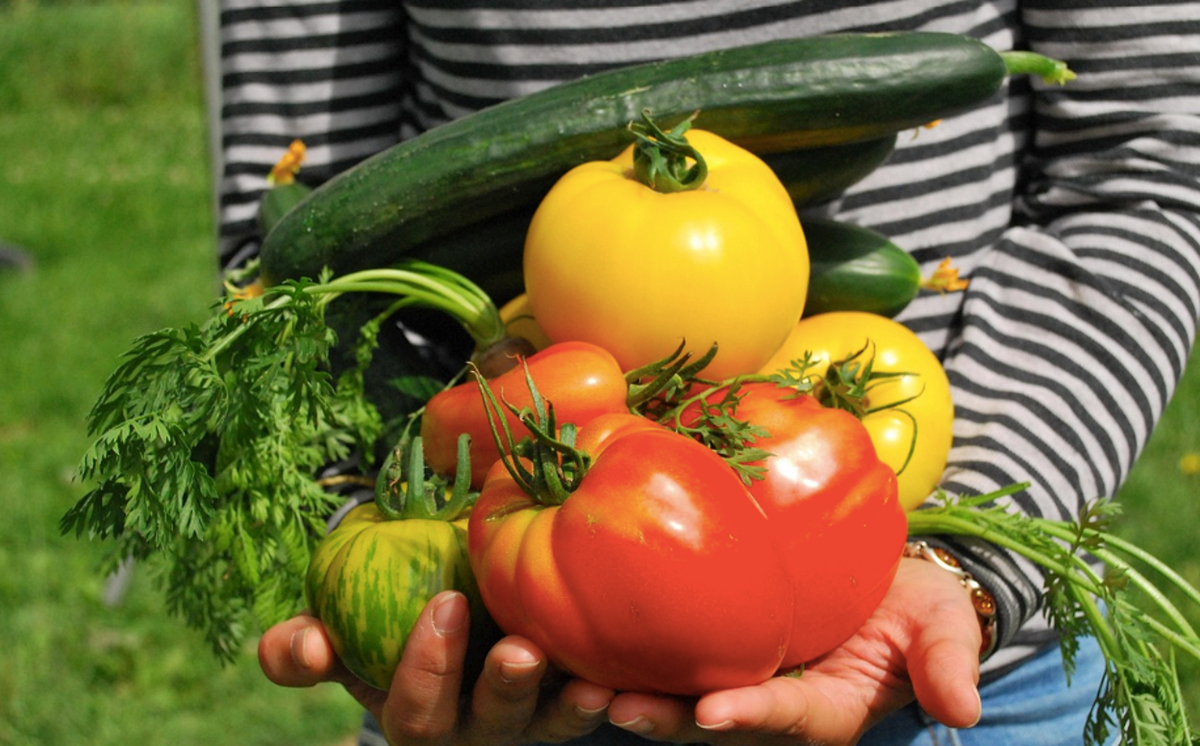 How to Prepare a Vegetable Garden for Spring Planting: Tips, Fertilize ...
