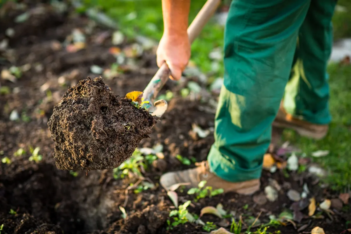 How to Improve Garden Soil Over the Winter: DIY Tips & Best Fertilizer