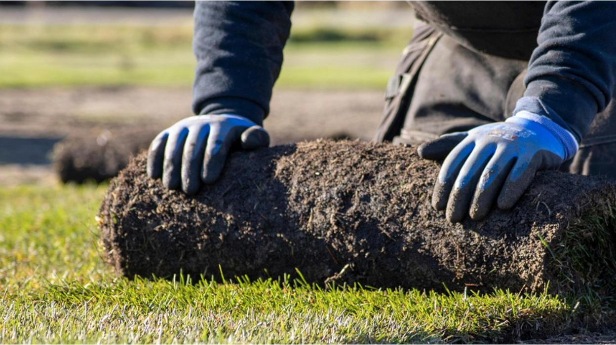 Soil Conditioner for Lawns: Benefits, Best Options & How to Apply