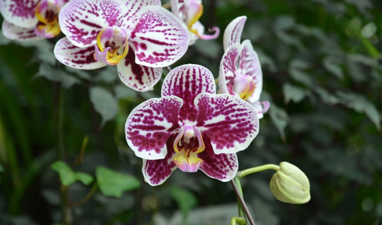 Orchid Fertilizer: The Complete Feeding Guide for More Blooms