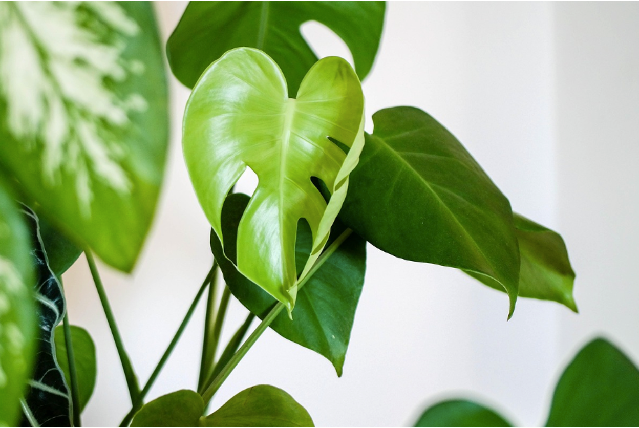 Fish Fertilizer for Plants: Benefits & Uses