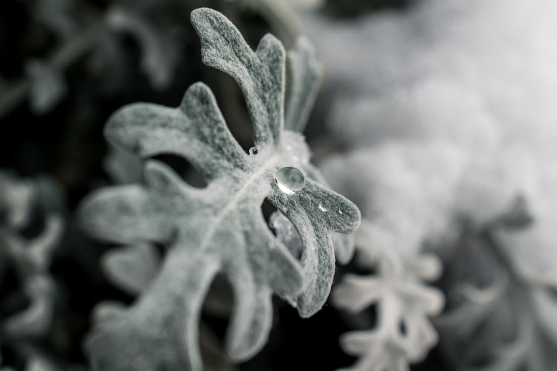 How to Save a Plant That Froze: Step-by-Step Guide