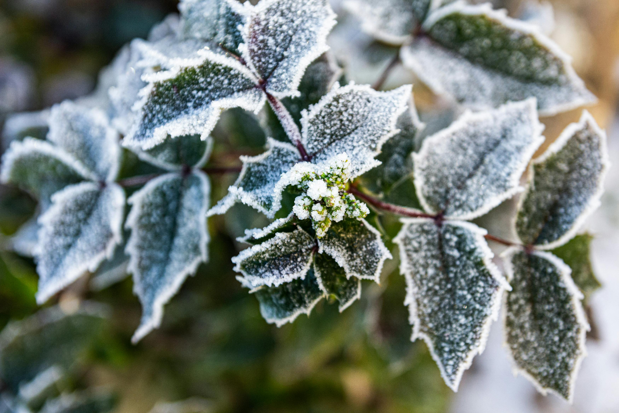 Best Frost Protection for Plants: How to Use Covers & Other Care Tips