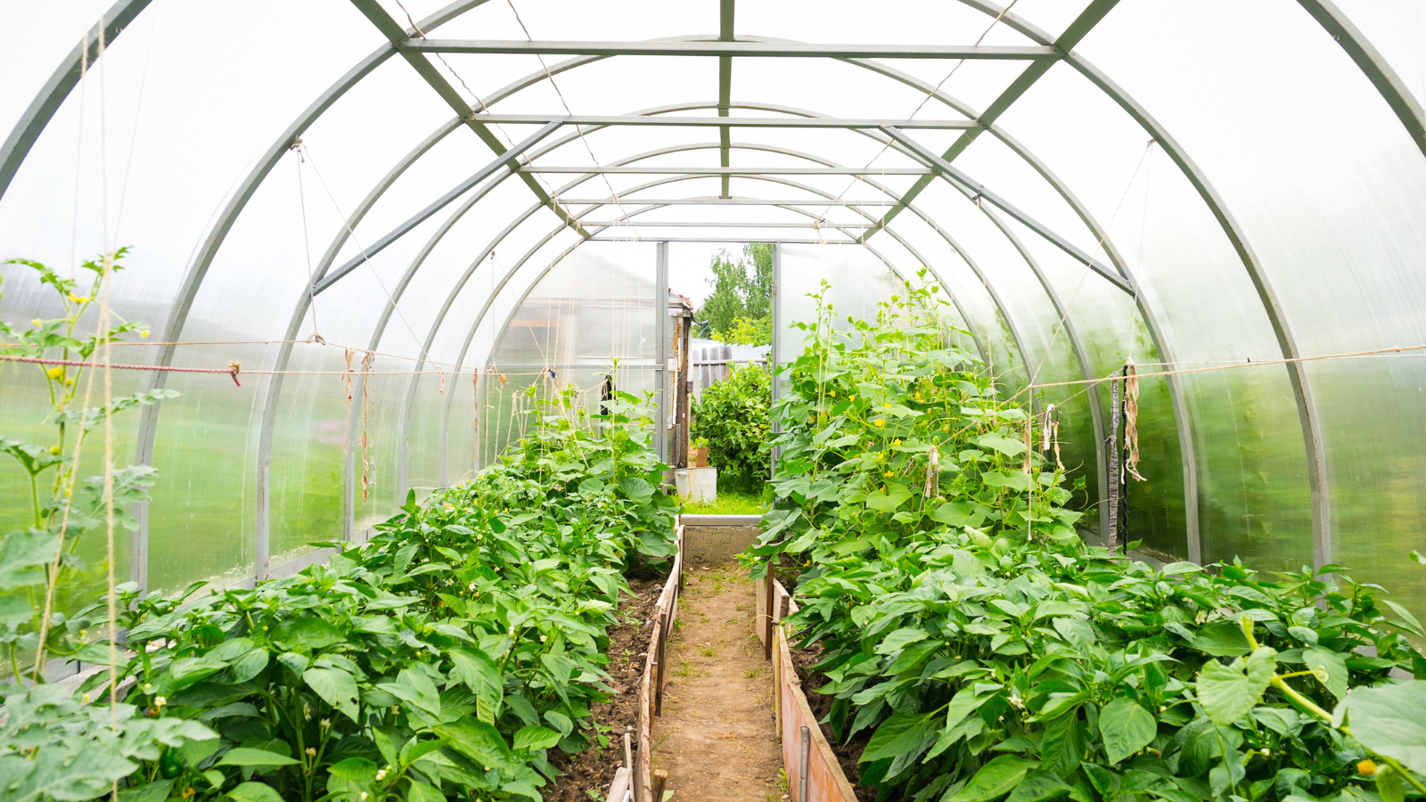 Best Fertilizer for a Vegetable Garden: Complete Guide for Healthy Growth