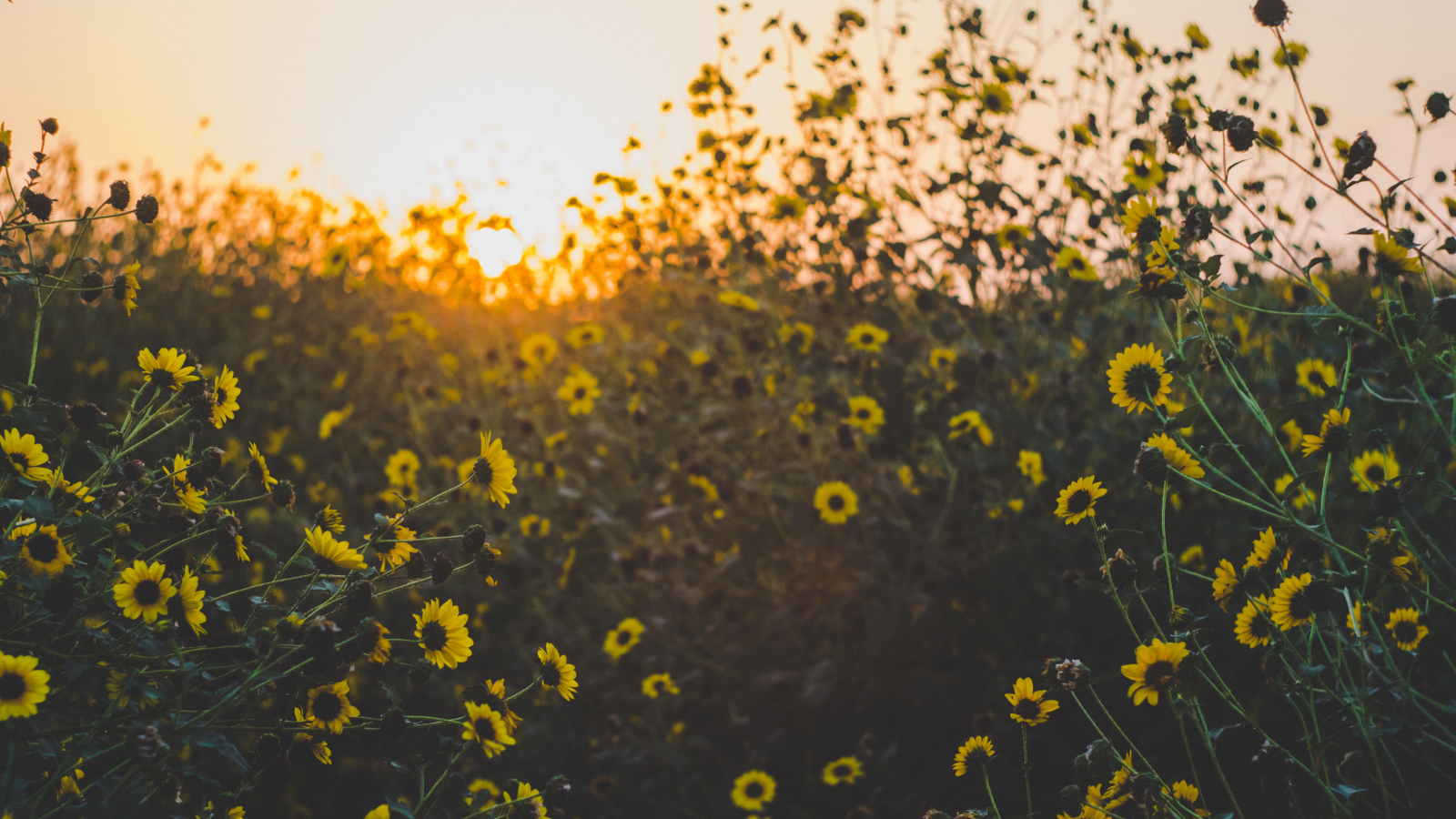 Why Are Your Yellow Flowers Turning Pale? Fast Fixes