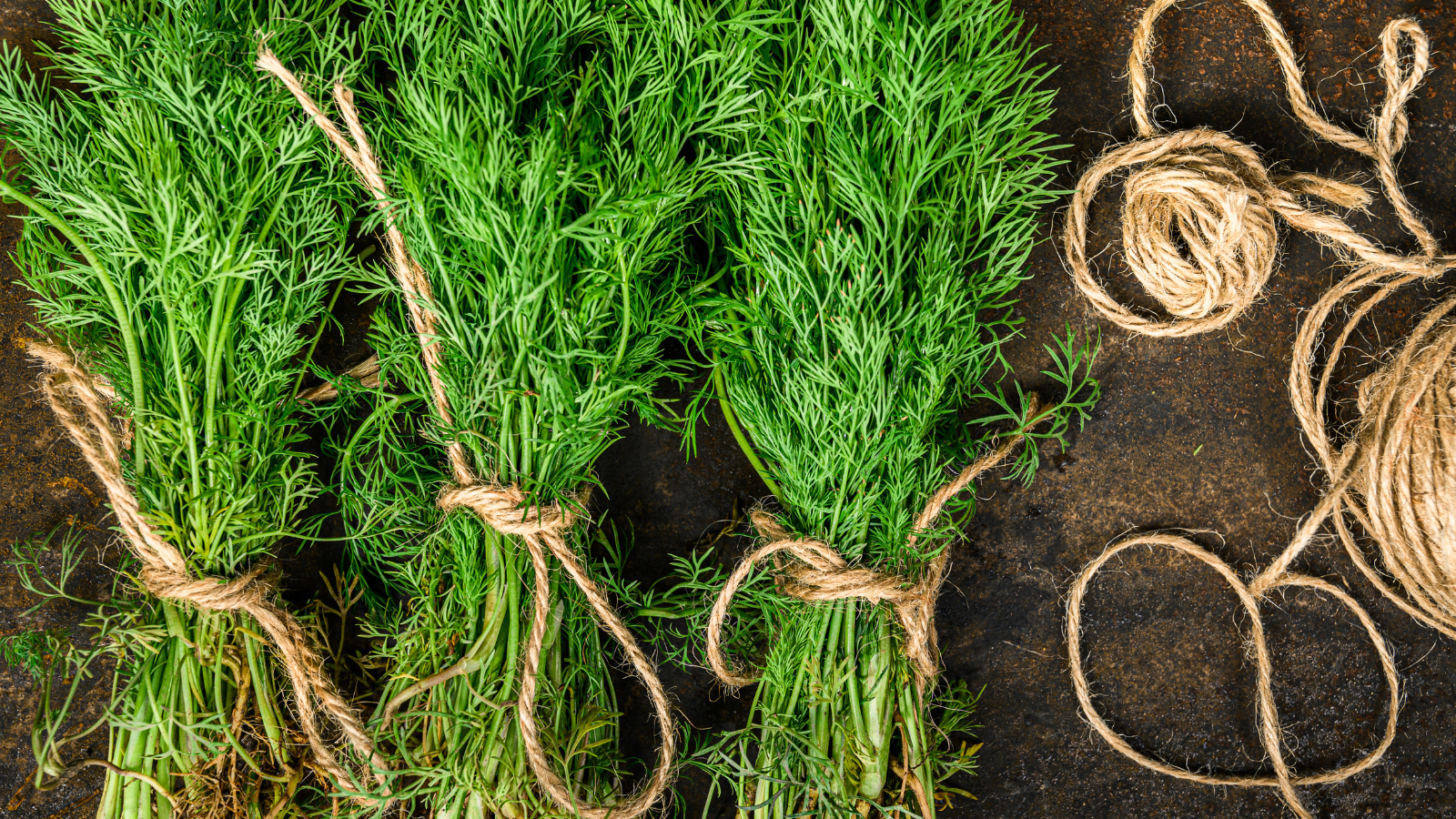 How to Harvest Dill: A Step-by-Step Guide