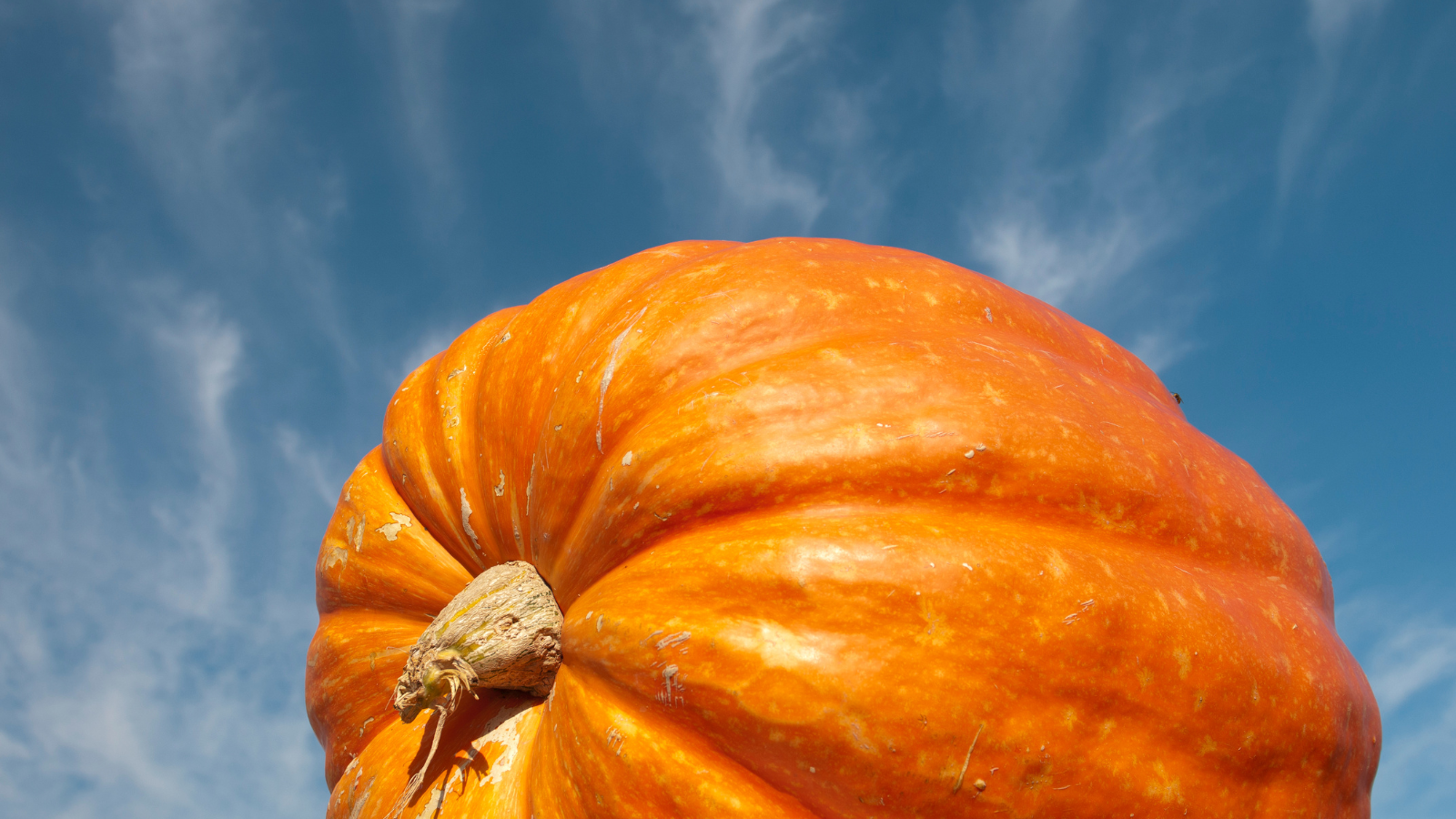 How GS Plant Foods Powered a 2,161-Pound Giant Pumpkin from Record-Breaking Harvest to Incredible Sculpture
