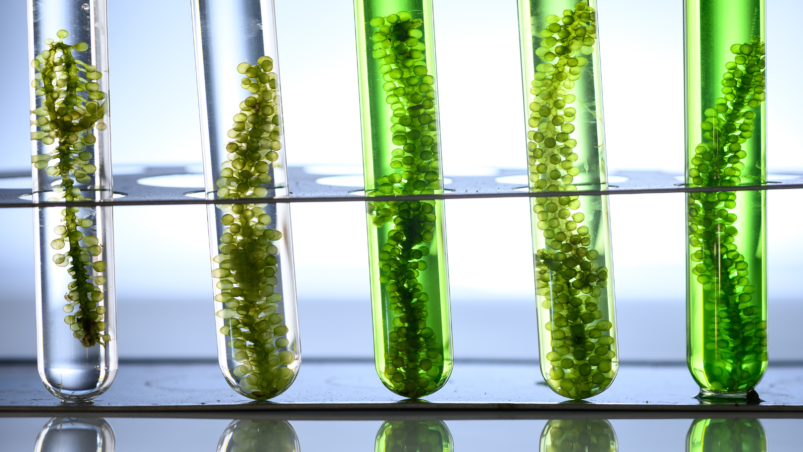 Why Gardeners Love Seaweed Fertilizer