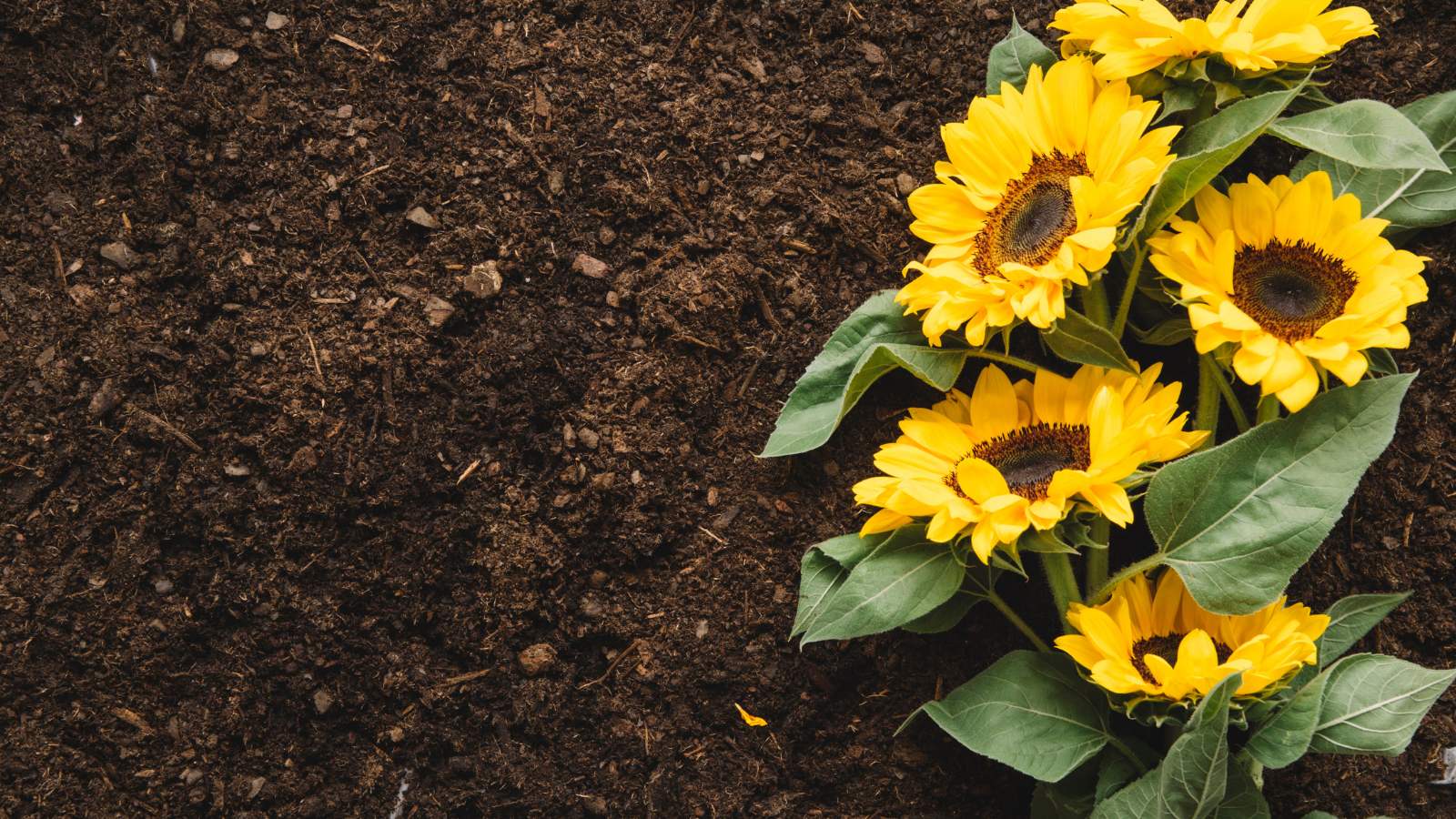How to Add Nitrogen to Your Soil: A Complete Guide