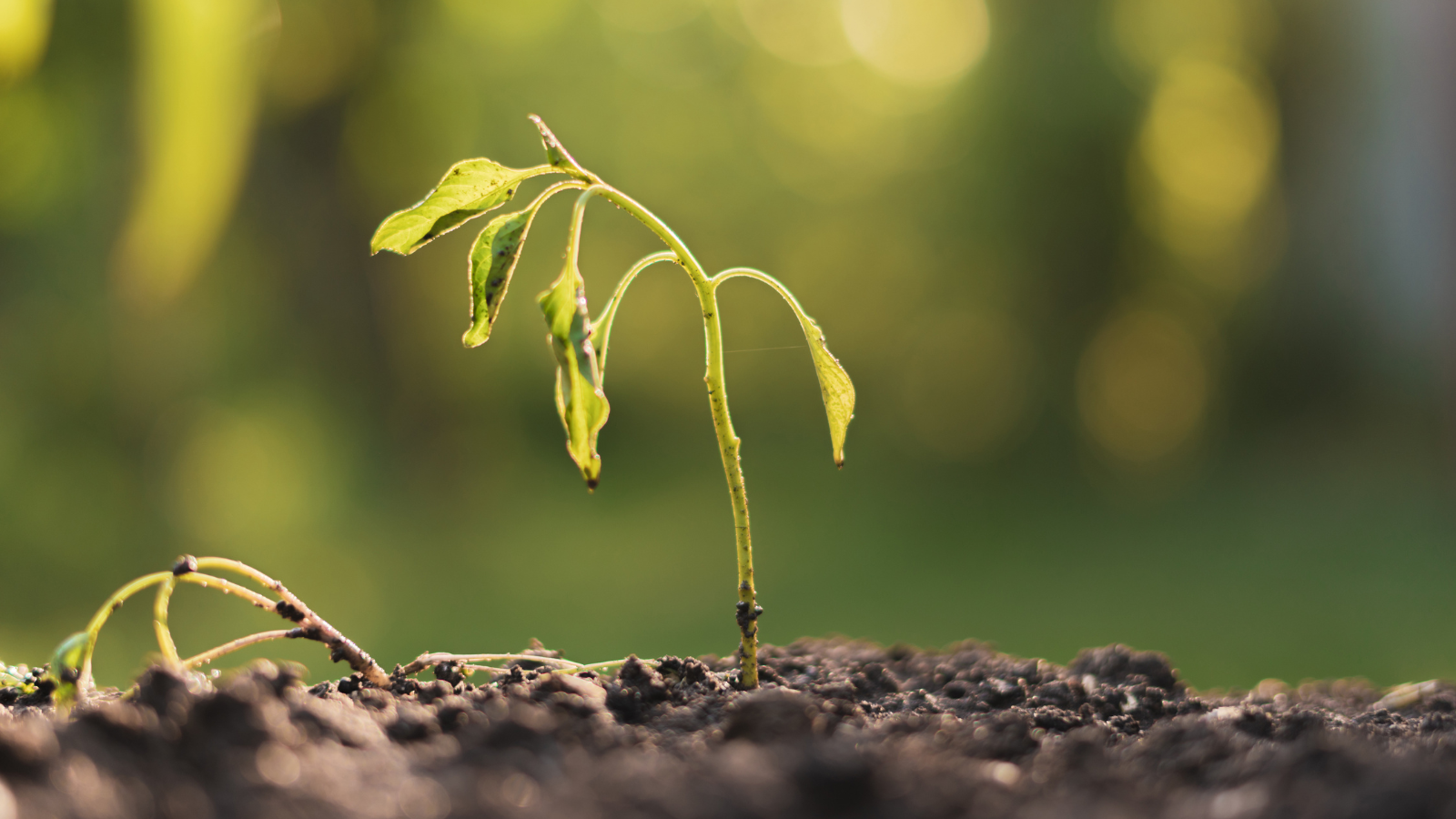 5 Signs Your Soil Needs More Nutrients