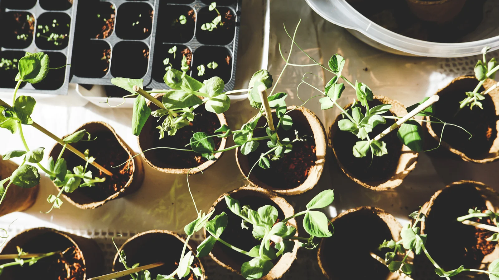 Amino Acids for Plants: What They Are and Why Your Garden Needs Them