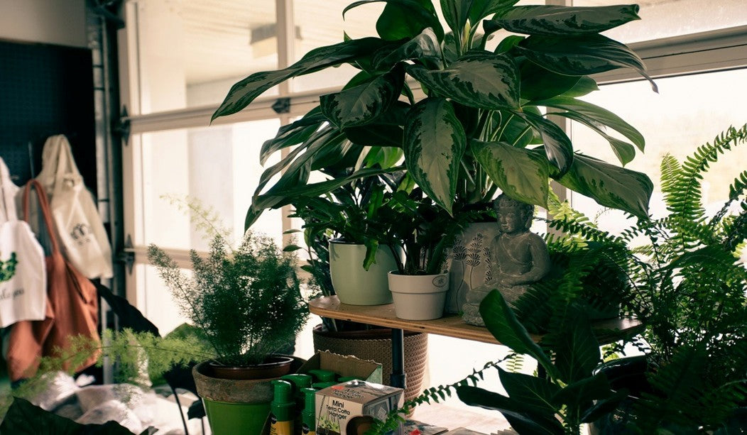 Best Fertilizer to Use in Winter for Indoor Plants: NPK Ratio & Application Tips