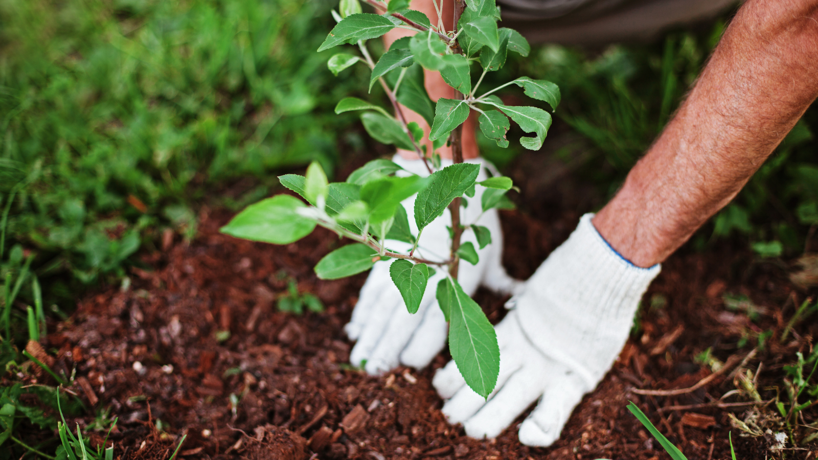 The Complete Guide to Organic Fertilizer for Trees (When, What, and How to Apply)