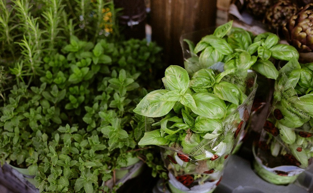 Best Fertilizer for Herbs in Pots: Types, NPK Ratio & How to Apply
