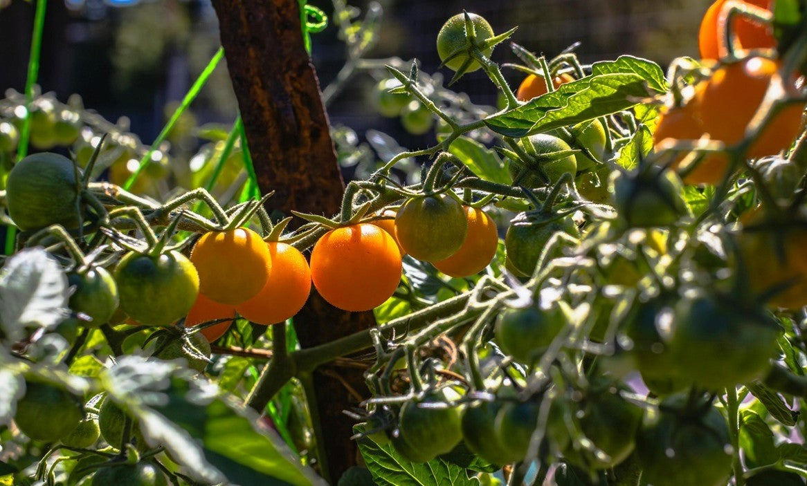 Kelp Fertilizer for Vegetables: Benefits, Price & How to Use