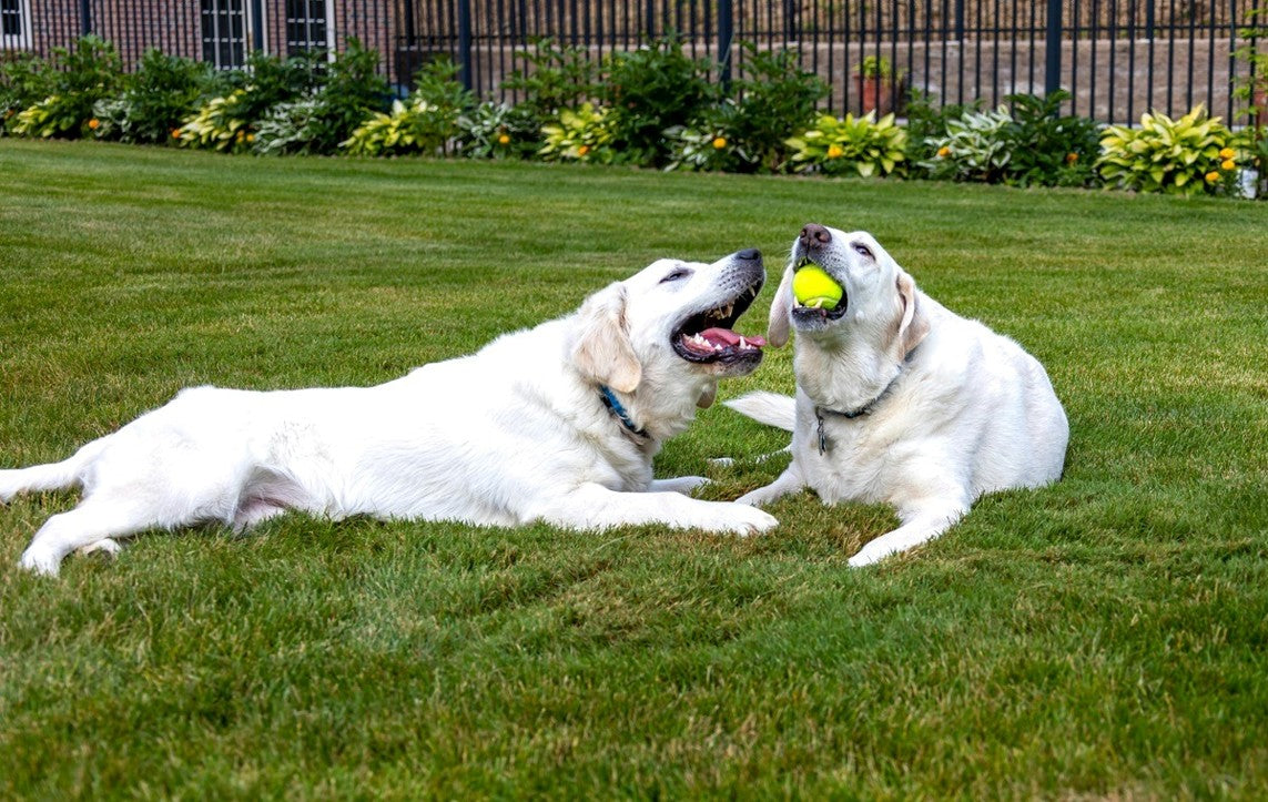 Pet-Safe Lawn Fertilizer: Top Organic Options & How to Use